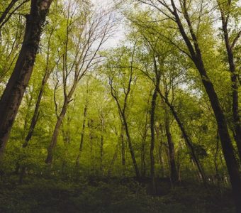 Green Planet Forest